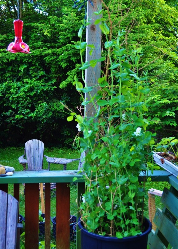 Creating your own edible small space garden | Food Bloggers of Canada