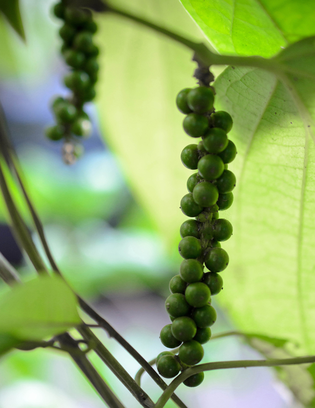 The Spice Box - Exploring Black Pepper | Food Bloggers of Canada