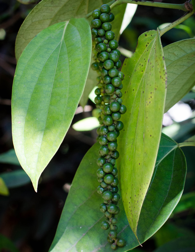 The Spice Box - Exploring Black Pepper | Food Bloggers of Canada