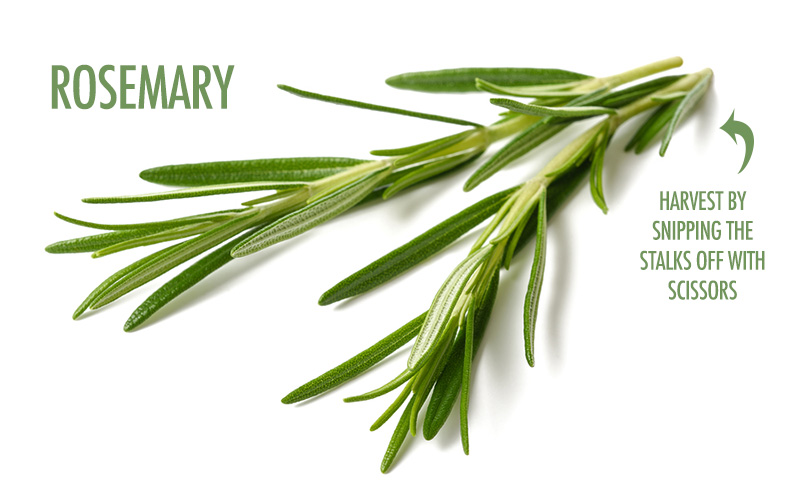 5 Herbs You Can Grow Indoors In Winter | Food Bloggers of Canada