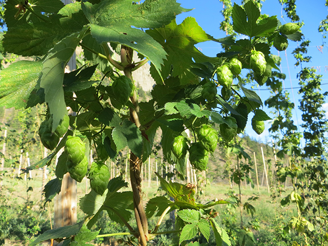 Canada's Craft Beer | Celebrate BC's Hop Harvest