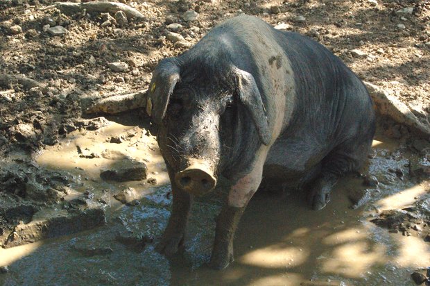 FBC Featured Member: A Cook Not Mad