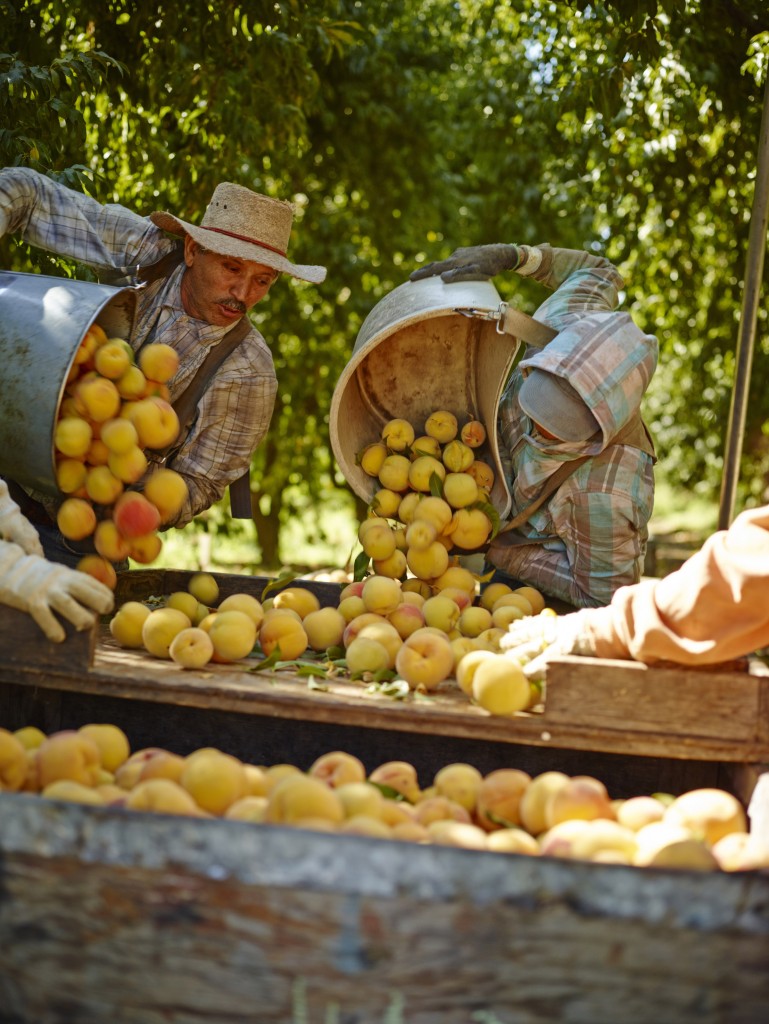 California Cling Peaches | Food Bloggers of Canada