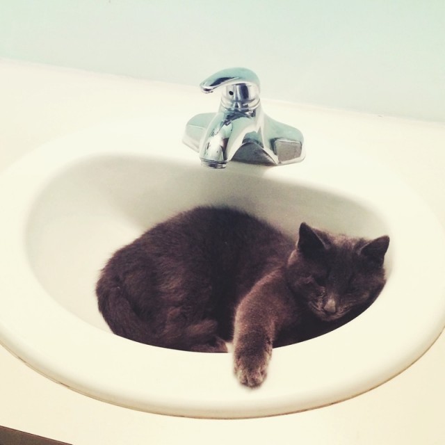 FBC Featured Member: Tellement Swell