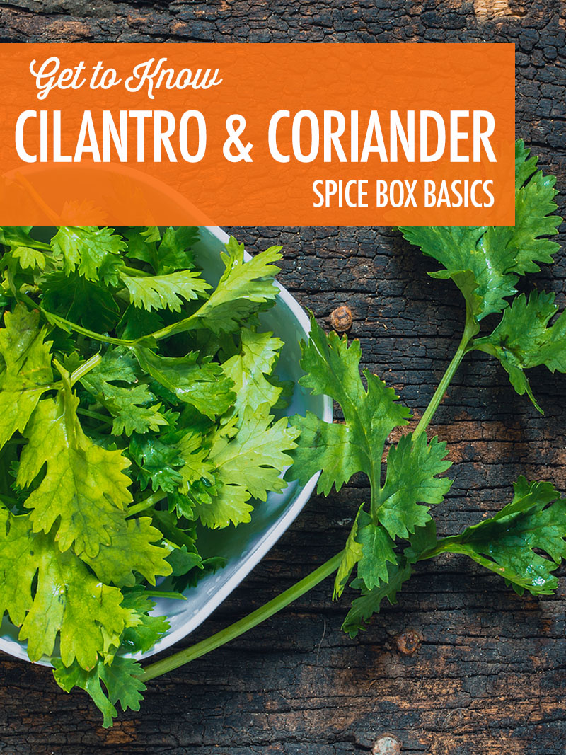 A dish of fresh cilantro leaves