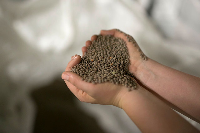 Lentil Seeds | Simpsons Seeds