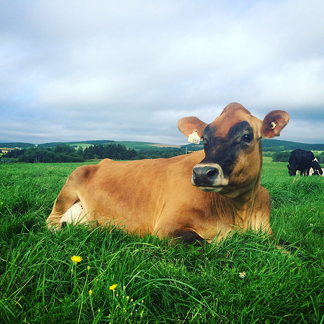 Meaghan Thornhill, Dairy Farmer | Food Bloggers of Canada