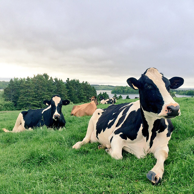 Meaghan Thornhill, Dairy Farmer | Food Bloggers of Canada