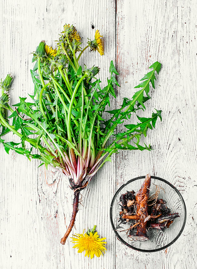 Dandelions: One Curious Ingredient | Food Bloggers of Canada