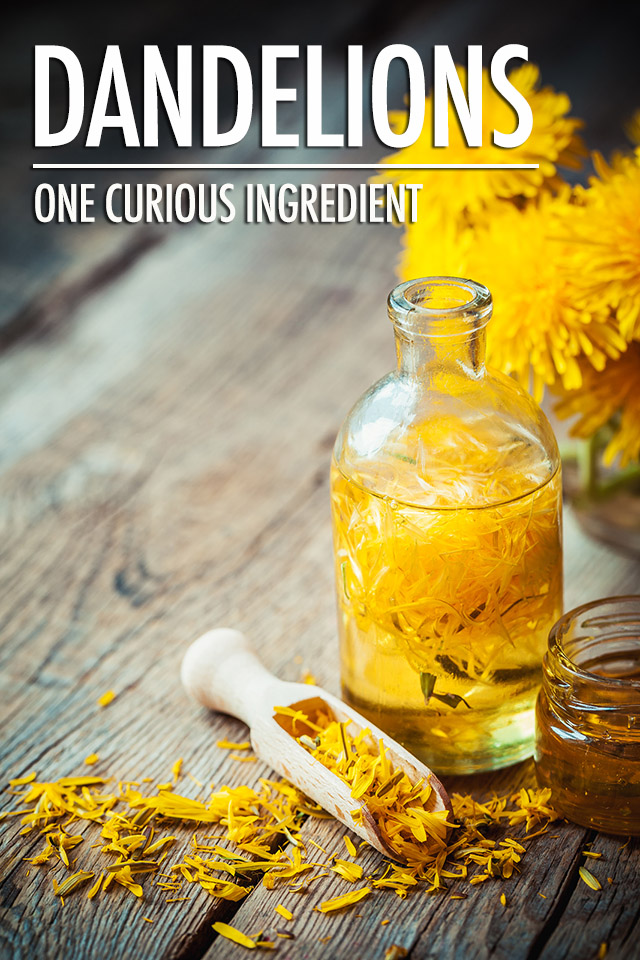 Dandelions: One Curious Ingredient | Food Bloggers of Canada