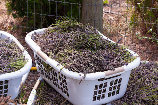 Harvested lavender at the Okanagan Lavender Herb Farm
