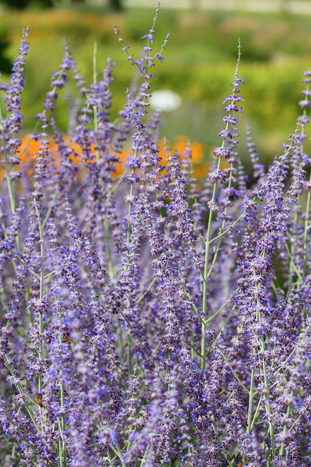 The FBC Spice Box: Getting to Know Lavender | Food Bloggers of Canada