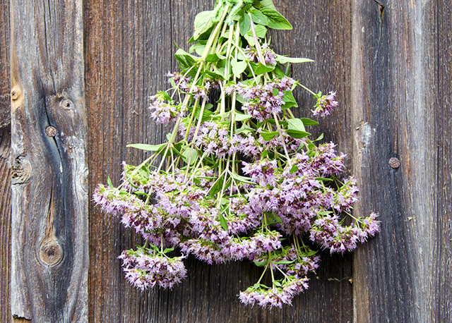 The FBC Spice Box: Marjoram | Food Bloggers of Canada