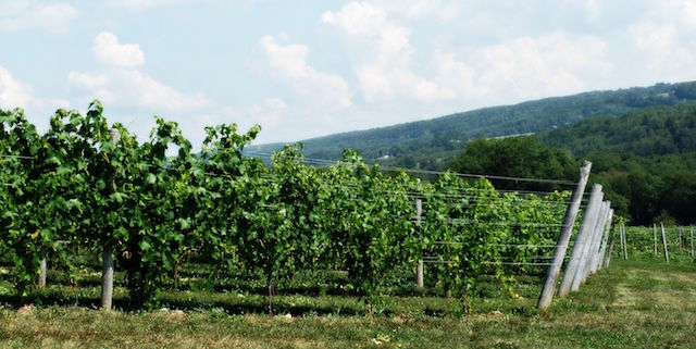 Canadian Wine Spotlight | Benjamin Bridge Winery