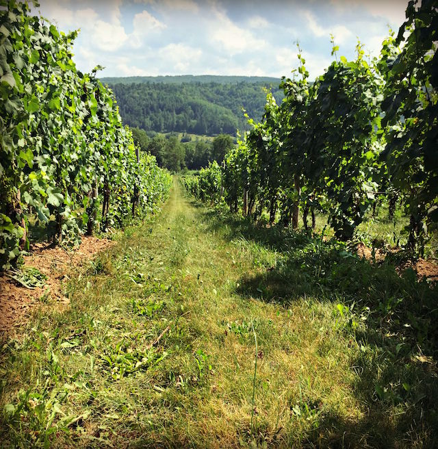 Canadian Wine Spotlight | Benjamin Bridge Winery
