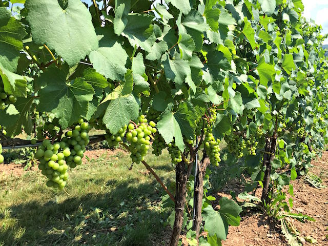 Canadian Wine Spotlight | Benjamin Bridge Winery