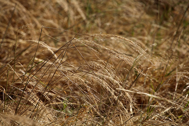 One Curious Ingredient: Teff | Food Bloggers of Canada