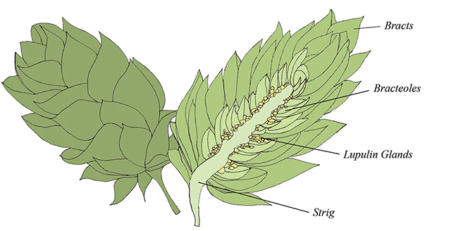 Your Guide to Cooking With Hops | Food Bloggers of Canada