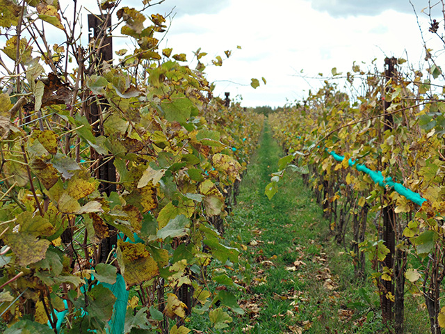 Canadian Wine: Niagara's Pearl Morissette Wines