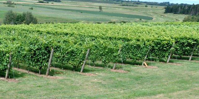 Canadian Wine: Planter's Ridge Winery | Food Bloggers of Canada