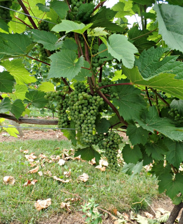 Canadian Wine: Planter's Ridge Winery | Food Bloggers of Canada