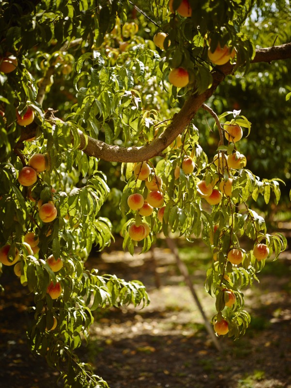 __California Peach Orchard