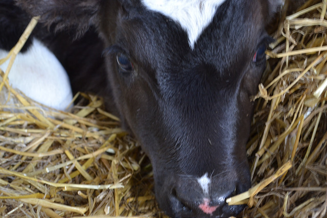 Traditional Irish Brown Bread | Food Bloggers of Canada