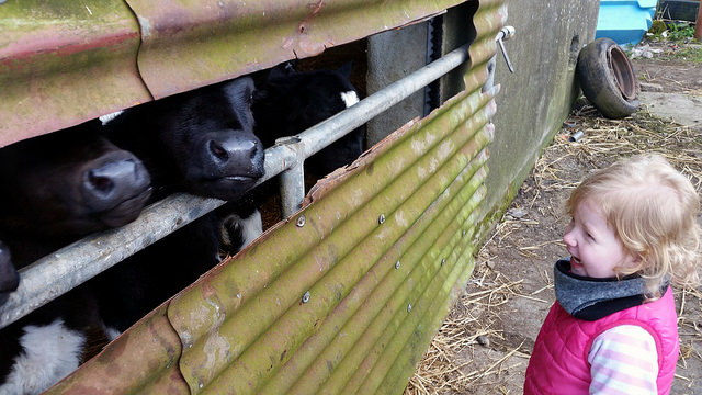 Traditional Irish Brown Bread | Food Bloggers of Canada