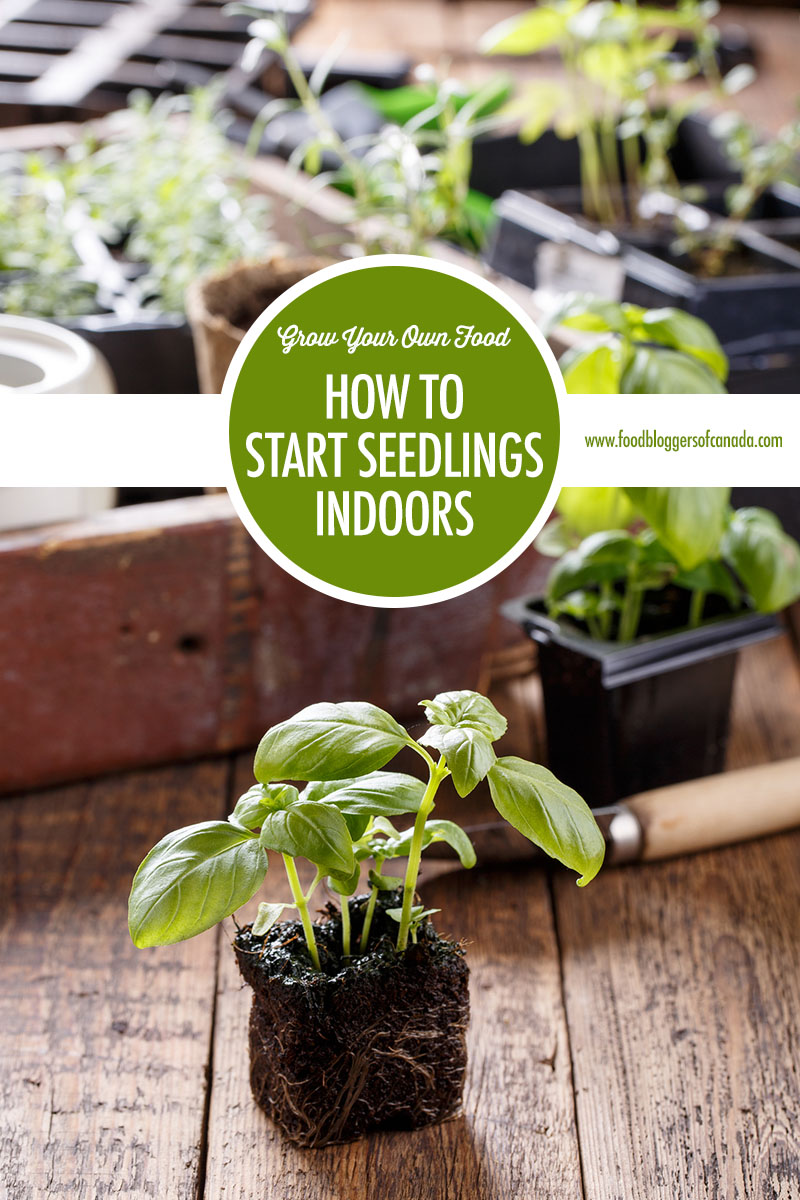 How to Start Seedlings Indoors