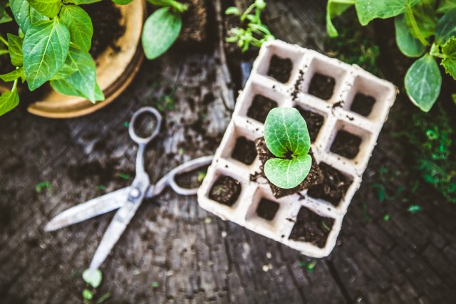 Grow Your Own Food: A Guide To Starting Seeds Indoors | Food Bloggers of Canada