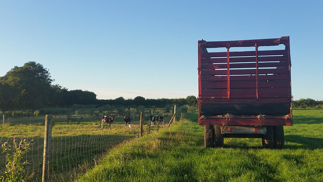 Celebrating Strawberry Season with Irish Pavlova | Food Bloggers of canada