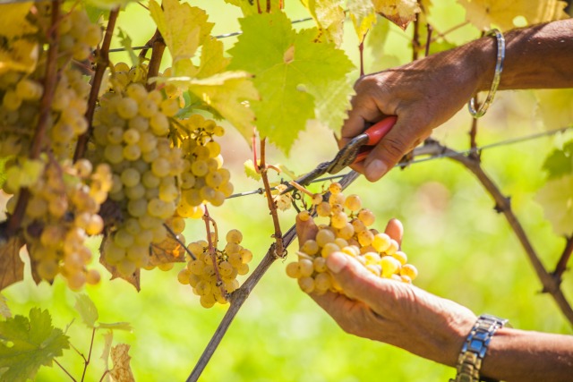 Blue Grouse Estate Winery | Food Bloggers of Canada