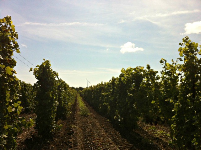 Canadian Wine: The Grange Prince Edward County | Food Bloggers of Canada