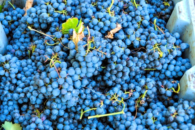 Canadian Wine: The Grange Prince Edward County | Food Bloggers of Canada