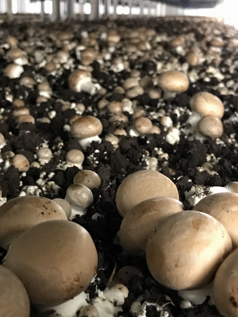 Blend & Extend: A Mushroom and Beef Farm Tour