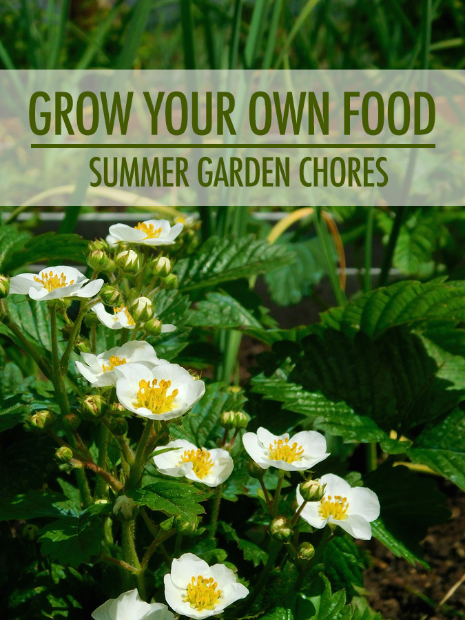 Grow Your Own Food: Summer Garden Chores | Food Bloggers of Canada