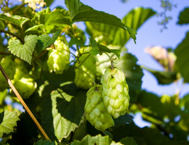 Home Brewing Essentials: Understanding Hops
