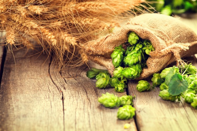 Home Brewing Essentials: Understanding Hops