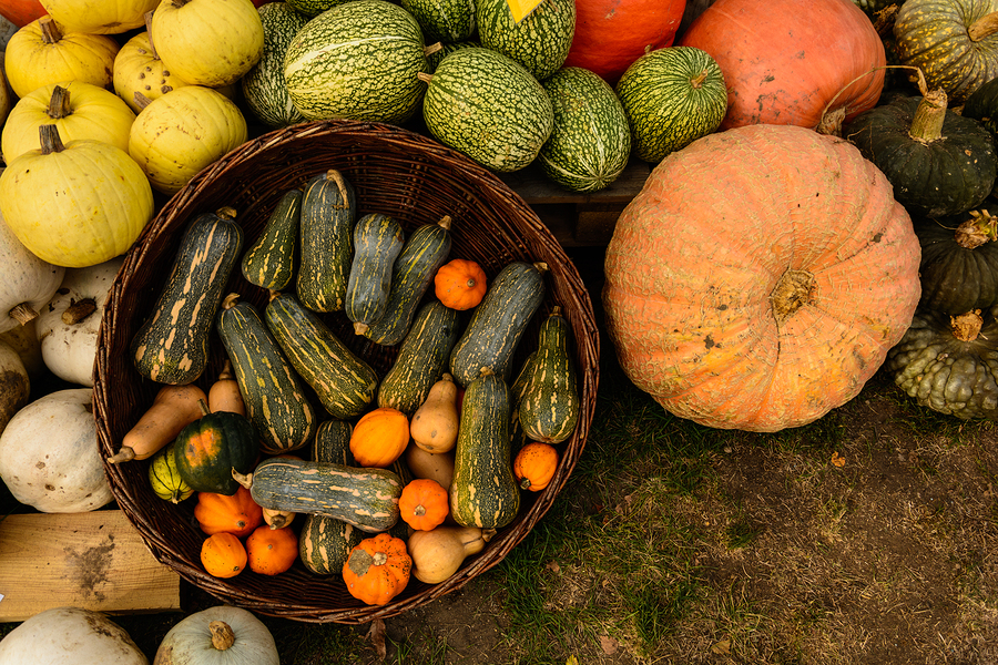 Grow Your Own Food: The Harvest | Food Bloggers of Canada