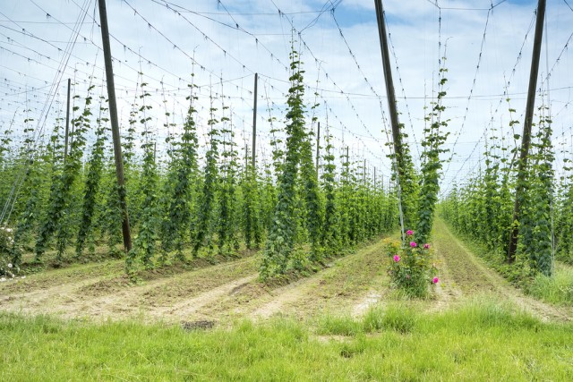 Home Brewing Essentials: Understanding Hops