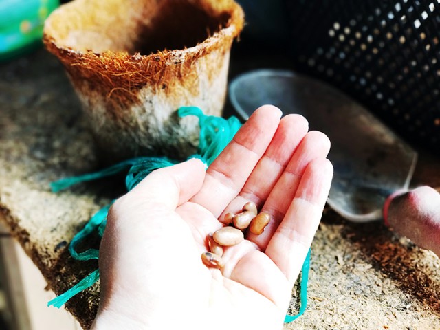 Grow Your Own Food: Mulching, Weeding and Saving Seeds | Food Bloggers of Canada