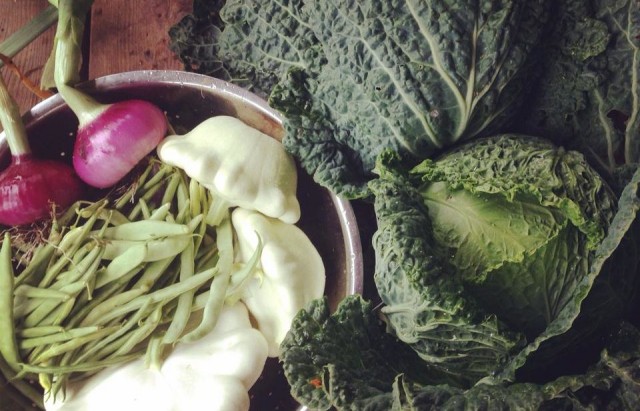 Featured Member: Family Food Garden