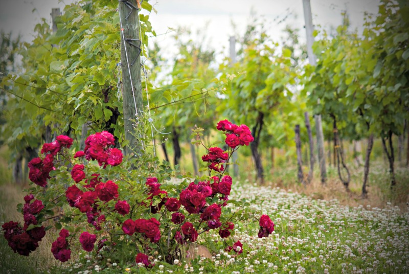 Canadian Wine: Nova Scotia's Avondale Sky Winery