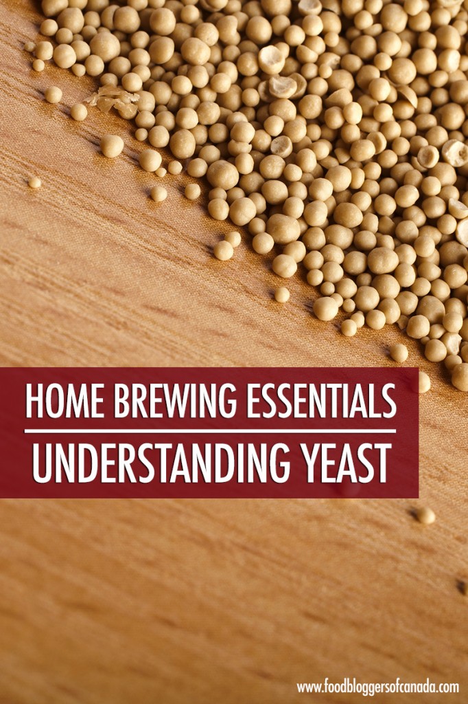 Home Brewing Essentials: Understanding Yeast | Food Bloggers of Canada