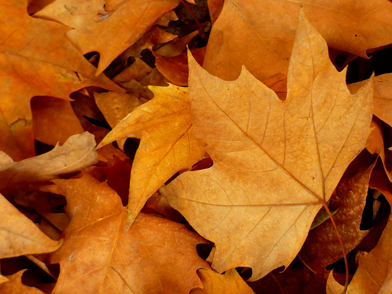 Grow Your Own Food: Putting the Garden to Bed for Winter