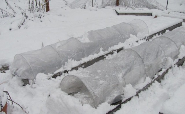 Featured Member: Family Food Garden