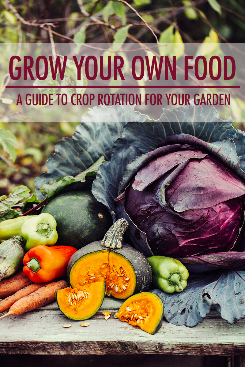 A Guide To Crop Rotation For Your Garden | Food Bloggers of Canada