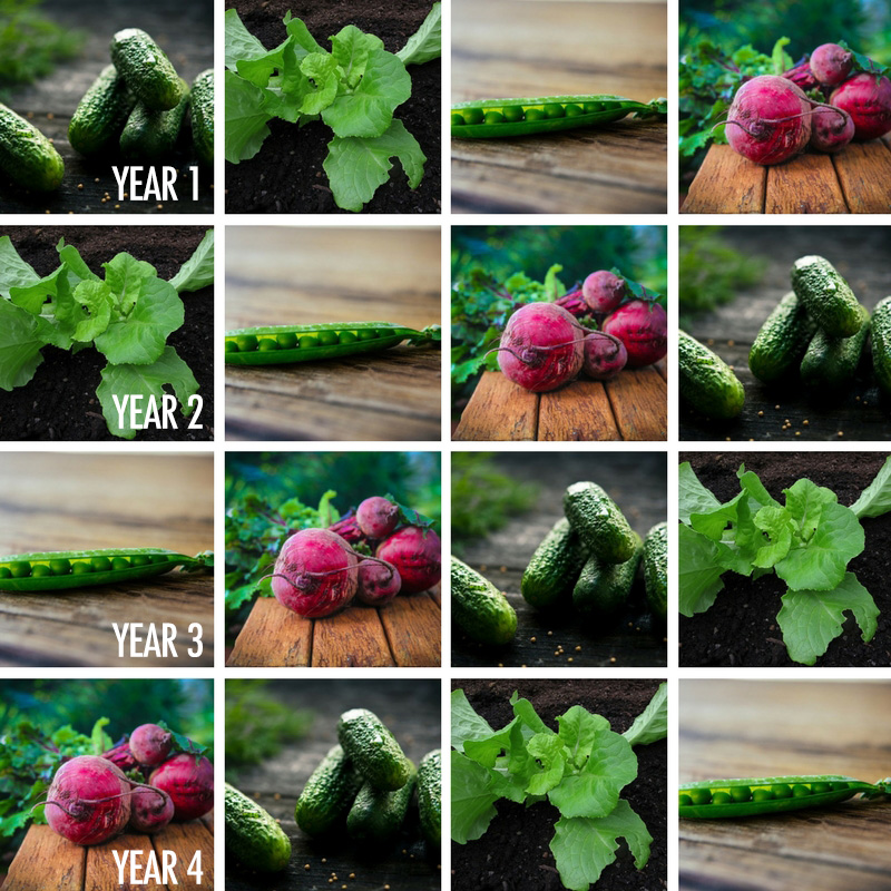 A Guide To Crop Rotation For Your Garden | Food Bloggers of Canada