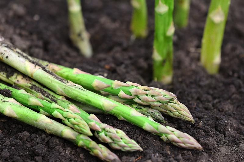 How To Grow Asparagus | Food Bloggers of Canada