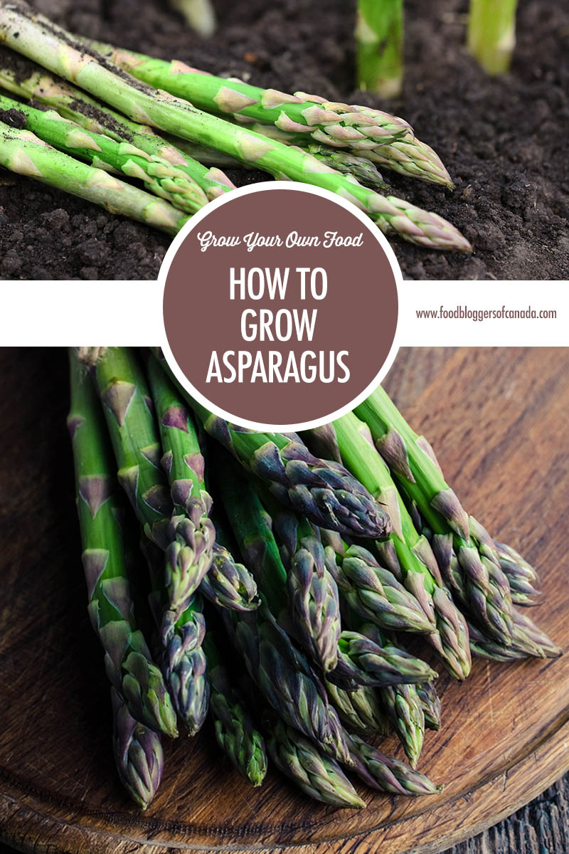 How To Grow Asparagus | Food Bloggers of Canada